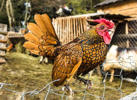 Ayam Gold Sebright: Jenis Ayam Hias Cantik dengan Bulu Berwarna Emas yang Menawan